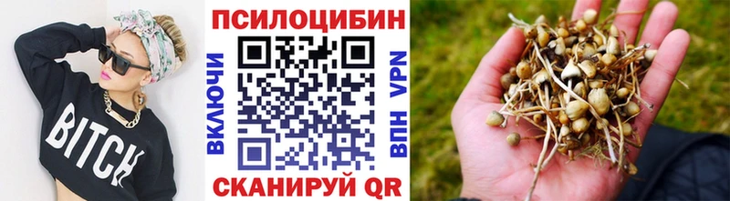 купить  цена  Злынка  Галлюциногенные грибы Psilocybe 